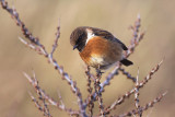 Roodborsttapuit / European Stonechat