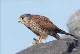 Torenvalk / Kestrel