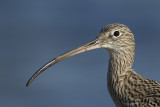 Wulp / Eurasian Curlew