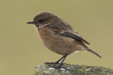 Roodborsttapuit / European Stonechat