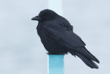 Zwarte Kraai / Carrion Crow