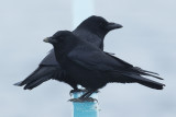 Zwarte Kraai / Carrion Crow