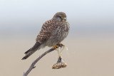 Torenvalk / Kestrel