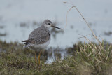 Kleine Geelpootruiter / Lesser Yellowlegs