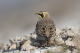 Strandleeuwerik / Shore Lark