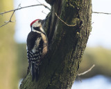 Middelste Bonte Specht / Middle Spotted Woodpecker