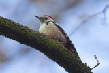 Middelste Bonte Specht / Middle Spotted Woodpecker