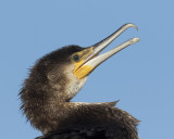 Aalscholver / Cormorant