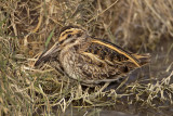 Bokje / Jack Snipe