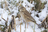 Grote Pieper / Richard's Pipit
