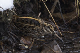Bokje / Jack Snipe