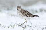 Kemphaan / Ruff