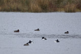 Witoogeend / Ferruginous Duck
