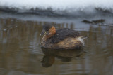 Dodaars / Little Grebe