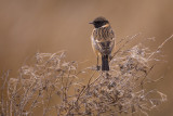 Roodborsttapuit / European Stonechat