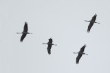 Kraanvogels / Common Cranes