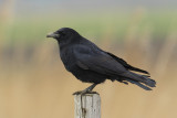 Zwarte Kraai / Carrion Crow