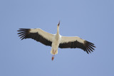 Ooievaar / White Stork