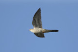 Koekoek / Cuckoo