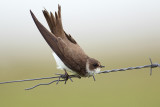 Oeverzwaluw / Sand Martin