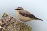 Tapuit / Northern Wheatear