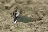 Kievit / Northern Lapwing