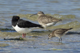 Amerikaanse Goudplevier / American Golden Plover