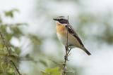 Paapje / Whinchat