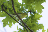 Fluiter / Wood Warbler