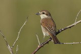 Grauwe Klauwier / Red-backed Shrike