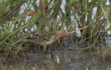 Roodkeelpieper / Red-throated Pipit