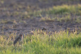 Roodkeelpieper / Red-throated Pipit