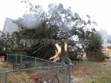 03/02/2018 Tree vs House Whitman MA