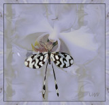 Butterfly and Orchid by Liz July 2017