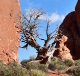 Tree at The North Window Arches Natonal Park Moab Utah 969