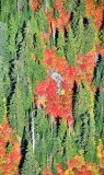 Fall foliage and colors near Three Fingers 063