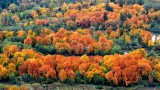 Fall Foliage on Snoqualmie Mill Pond or Borst Lake Snoqualmie Washington 462