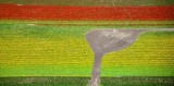 Tulip Fields in Mount Vernon Washington 164