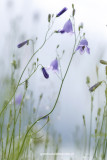 2N9B3227 harebell / grasklokje / Campanula Rotundifolia