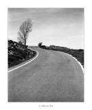 Arbre solitari