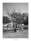 Playa de Los Genoveses · Parc Natural Cabo de Gata (Almería)