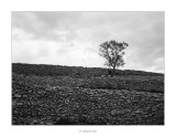 TMAX400_120_087_016.jpg