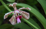 Orchids