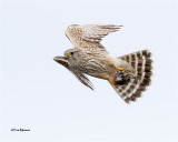 Merlin