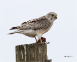 Merlin