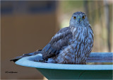 Coopers Hawk