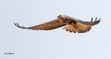 Swainson's Hawk