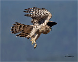 Northern Goshawk