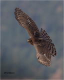 Cooper's Hawk
