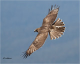Red-tailed Hawk